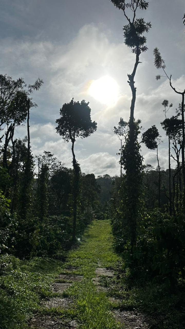 Sunlit trail through the plantation